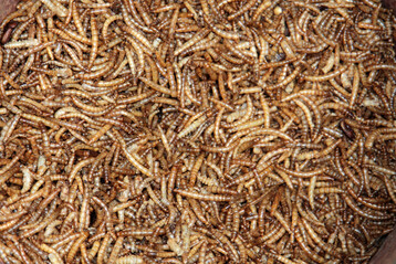 Mehlwürmer könnten künftig als Träger für Impfstoffe dienen: Über das Futter aufgenommen, bringen sie Virusantigene direkt in den Darm der Tiere und umgehen damit den üblichen Injektionsaufwand im Bestand.