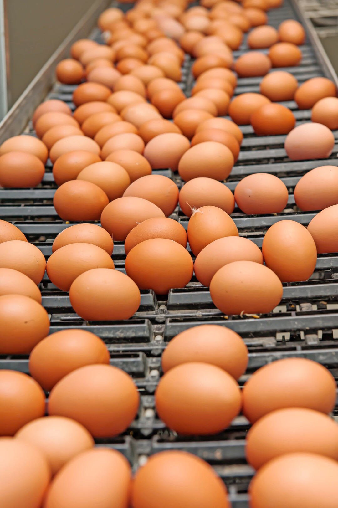 Pro Kopf wurden 2025 nach vorläufigen Angaben der Bundesanstalt für Landwirtschaft und Ernährung (BLE) 252 Eier verbraucht. Entsprechend hat sich in den letzten Jahren die Produktion erhöht.