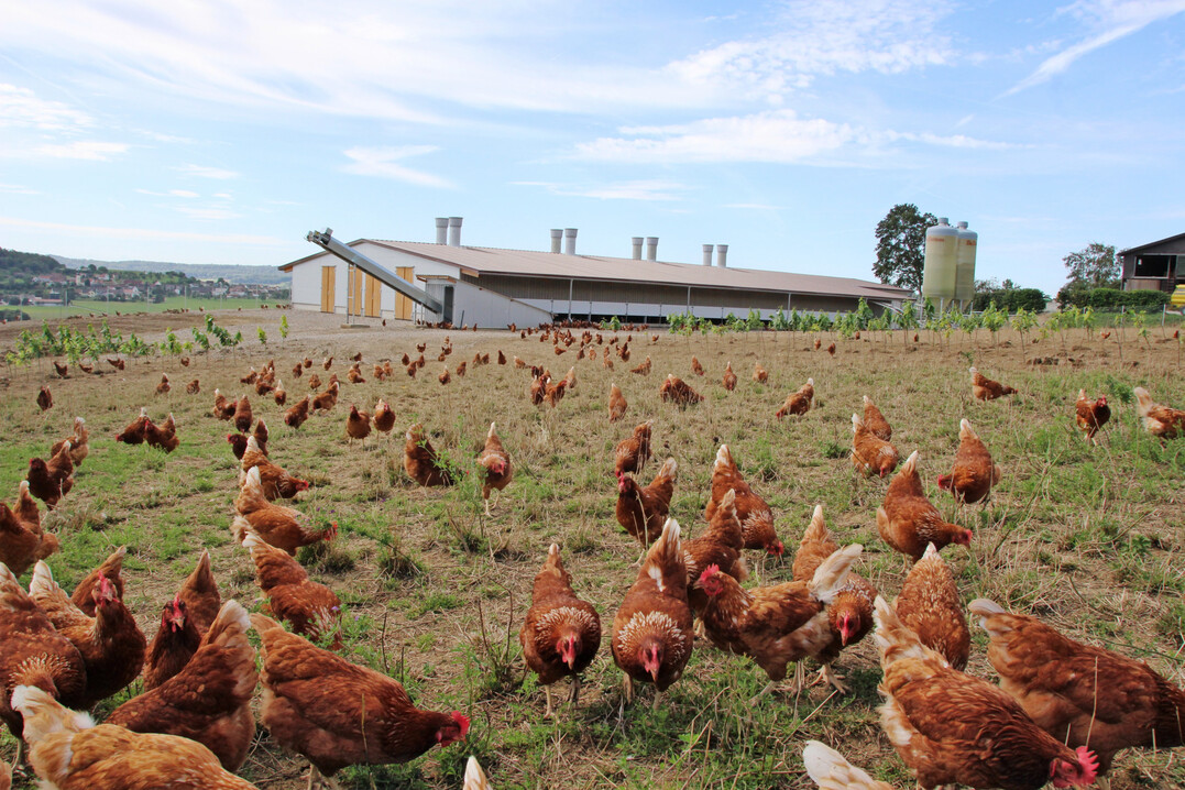 Legehennen im Freiland. Standortfragen gewinnen weiter an Gewicht. Besonders frei belüftete Ställe erfordern aufgrund der Anforderungen an Ammoniak- und Geruchsemissionen eine sorgfältige Standortwahl.