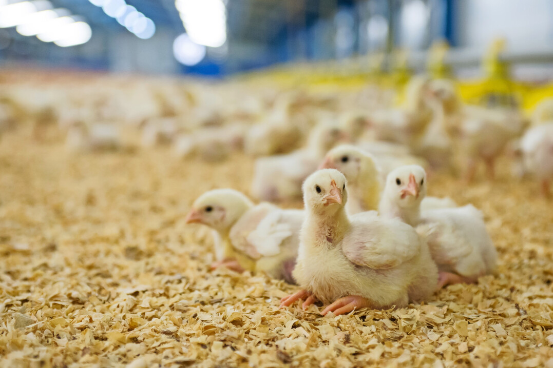 Die Einstreuqualit�t hat unmittelbare Auswirkungen auf die Tiergesundheit und die Ammoniakemissionen im Stall.