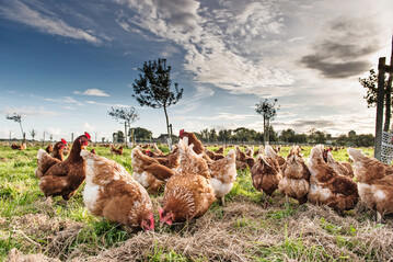 H�hner sind von Natur aus Allesfresser, wobei pflanzliche Komponenten wie Getreide, Samen und Gr�nfutter den Hauptteil ausmachen.