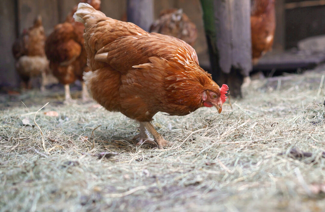 Die Wahl des Einstreumaterials wirkt sich auf Feuchte, mikrobielle Prozesse und damit auf die Ammoniakfreisetzung im Stall aus. Verschiedene Materialien werden in diesem Zusammenhang zunehmend untersucht