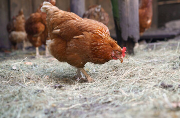 Die Wahl des Einstreumaterials wirkt sich auf Feuchte, mikrobielle Prozesse und damit auf die Ammoniakfreisetzung im Stall aus. Verschiedene Materialien werden in diesem Zusammenhang zunehmend untersucht.