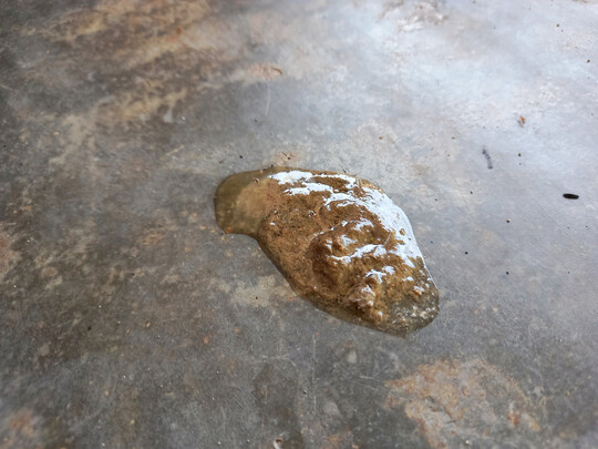 Infizierte Tiere scheiden mit dem Kot sogenannte Oozysten aus, widerstandsf�hige Entwicklungsstadien der Eimeria-Parasiten, die sich in Einstreu und Stallumgebung verteilen und nach ein bis zwei Tagen infekti�s werden. Andere Tiere nehmen diese Erreger beim Picken in der Einstreu oder �ber verunreinigtes Futter und Wasser wieder auf, wodurch sich die Infektion im Bestand weiterverbreitet.