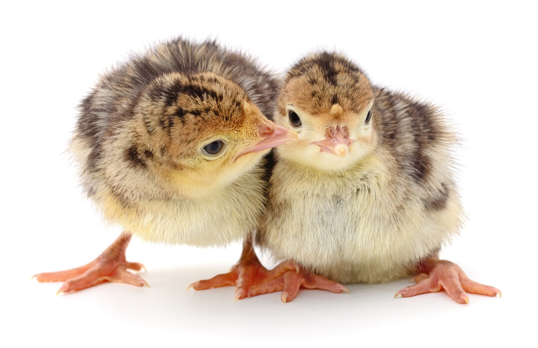 Putenküken zeigen bereits in den ersten Lebenstagen ein breites Verhaltensspektrum. Aktivität, Erkundung und soziale Interaktionen nehmen dabei früh zu und prägen die weitere Entwicklung.