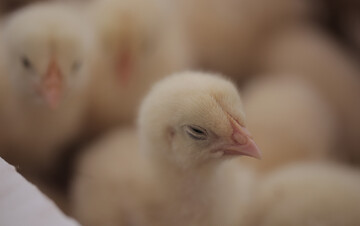 Kokzidiose sch�digt die Darmschleimhaut und beeintr�chtigt die Leistung. Ans�tze, die die Darmbarriere stabilisieren, k�nnen die Folgen einer Infektion unter Versuchsbedingungen abmildern.