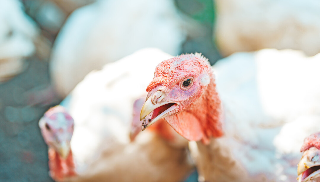 Die physikalische Struktur des Futters beeinflusst Aufnahme und Verwertung direkt. Bruch und Entmischung wirken sich unmittelbar auf die Mastleistung aus.
