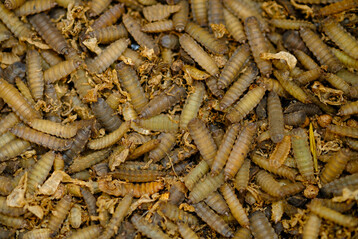 Insektenlarven in der Einstreu regen Broiler zu mehr Bewegung und Futtersuche an, ohne die Mastleistung zu beeintr�chtigen.