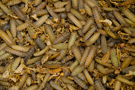 Insektenlarven in der Einstreu regen Broiler zu mehr Bewegung und Futtersuche an, ohne die Mastleistung zu beeintr�chtigen.