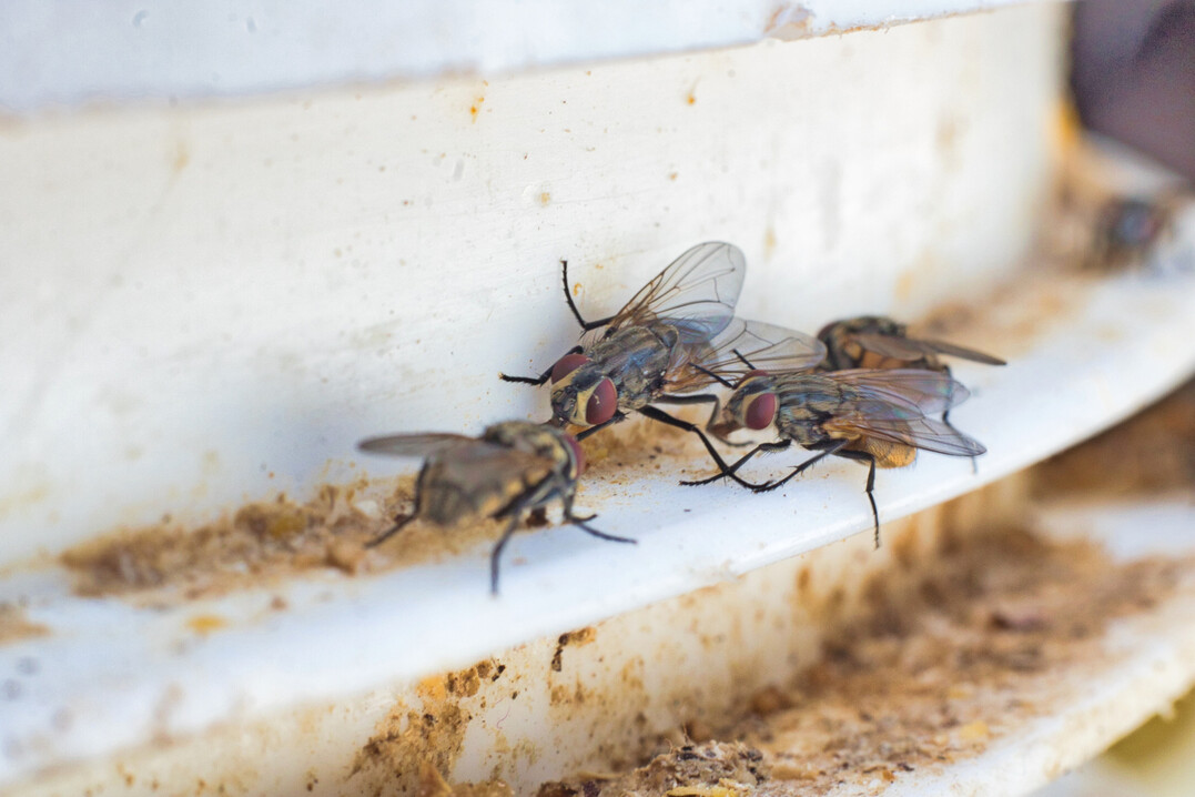 Wer immer wieder mit den gleichen Wirkstoffen arbeitet, selektiert ungewollt resistente Insekten im Stall.