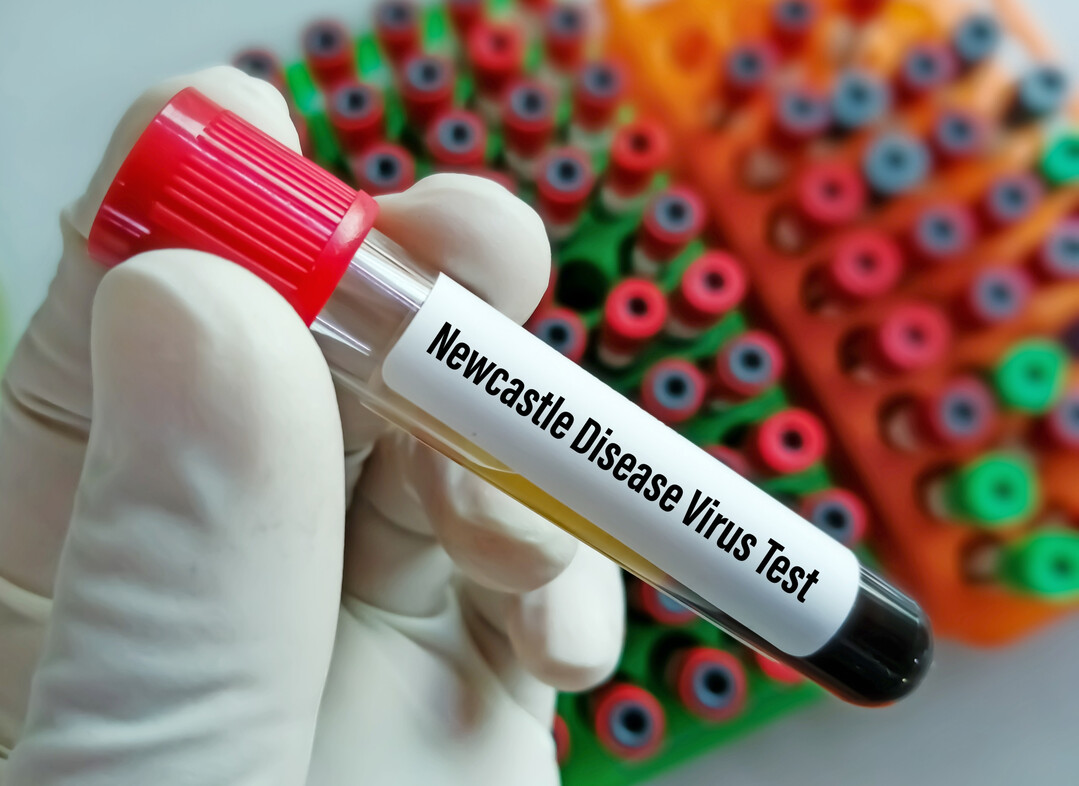 Blood sample tube for NDV or Newcastle disease virus test, infection of domestic poultry and other bird species