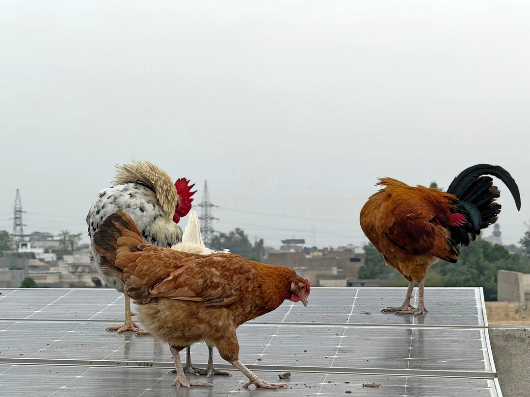 Die Anlage produziert Strom und ist als Doppelnutzung geplant. Aber findet sie wirklich statt?