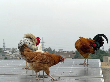 Die Anlage produziert Strom und ist als Doppelnutzung geplant. Aber findet sie wirklich statt?