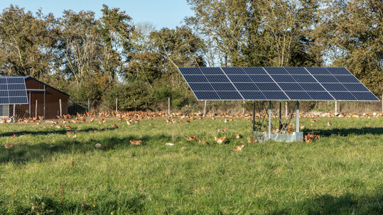 Ob Agri-PV funktioniert, entscheidet die Konstruktion: Nur wenn die Fl�che nutzbar bleibt, entsteht eine echte Doppelnutzung.