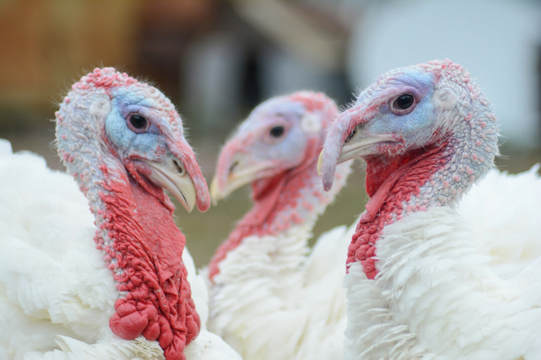 Prof. Mart�nez sieht ein Ende der freiwilligen Selbstregulierung.