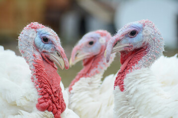 Prof. Mart�nez sieht ein Ende der freiwilligen Selbstregulierung.