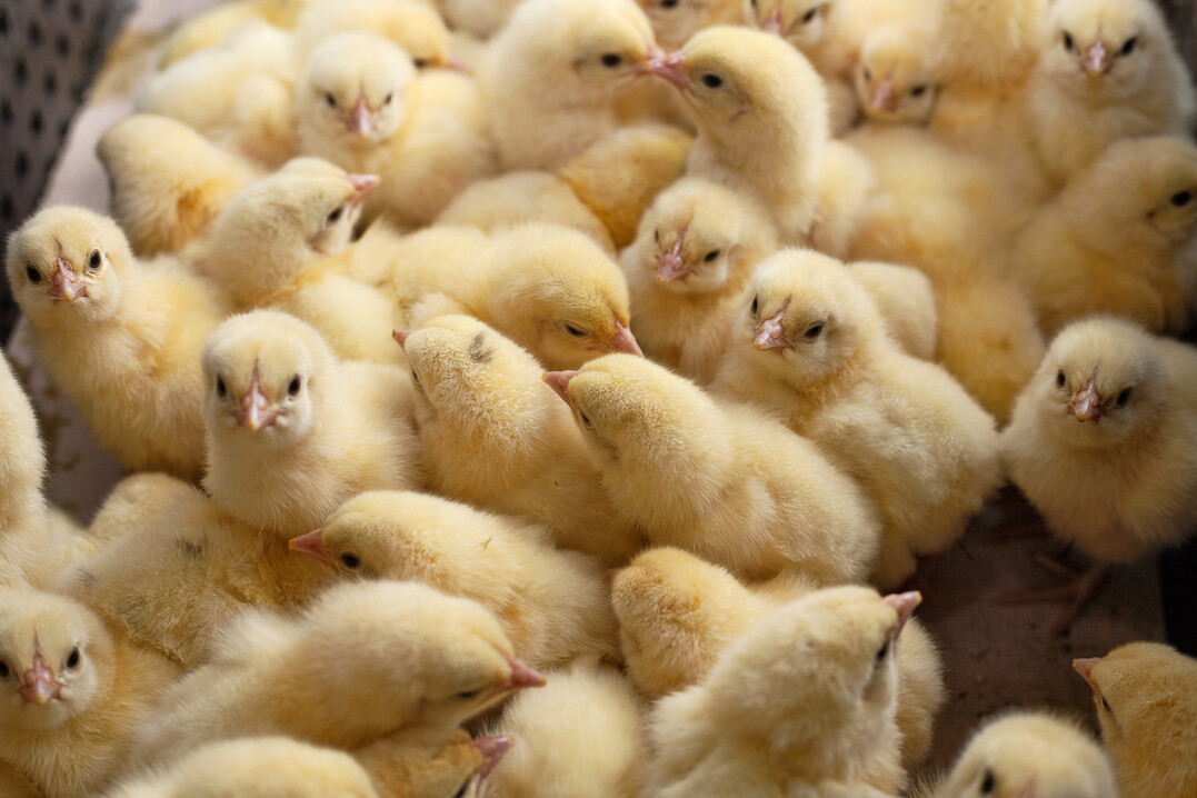 Die erste Newcastle-Impfung wird oft sehr fr�h als�Lebendimpfung�gegeben, oft schon direkt nach dem Schlupf in der Br�terei.