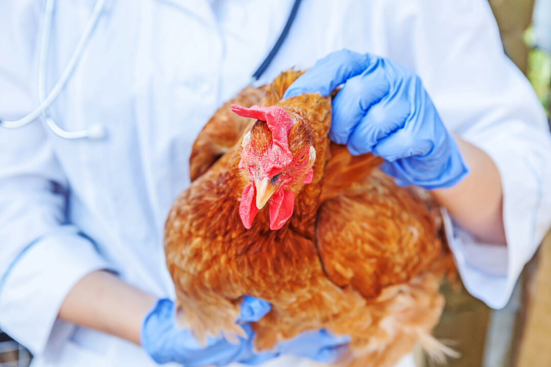Tierarzt bei der Untersuchung einer Legehenne. Das AEF fordert eine praxisnahere Ausgestaltung des deutschen Antibiotika-Minimierungskonzepts. 