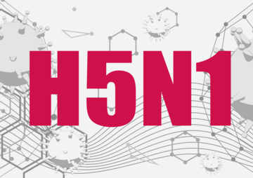 In den USA breiten sich H5N1-Viren bei Milchkhen weiter aus.