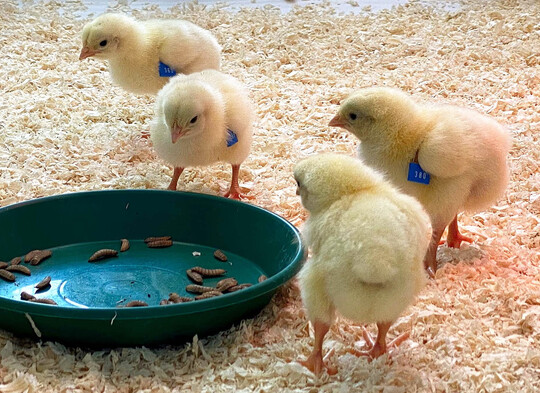 Das Projekt Insect4Wel beschftigt sich mit den Auswirkungen der Ftterung von lebenden Larven und Larvenprodukten auf die Tiergesundheit und das Tierverhalten von Hhnern.