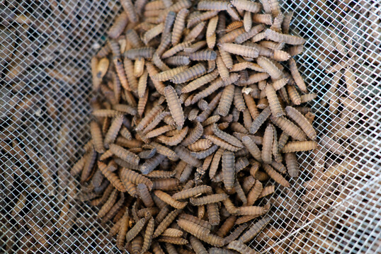 Larven der Schwarzen Soldatenfliege, die in einem der Insektenfarmen fr Geflgelfutter geerntet werden.