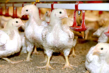 Mnnliche und weibliche Tiere wurden bei der Teilstckzerlegung getrennt beurteilt.