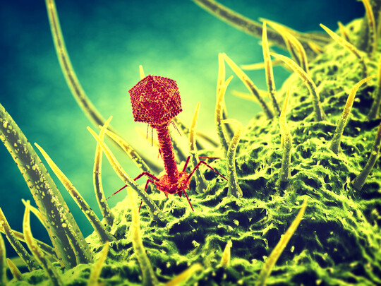 In der Tiermedizin gewinnen Bakteriophagen zunehmend an Bedeutung als Alternative zu Antibiotika.