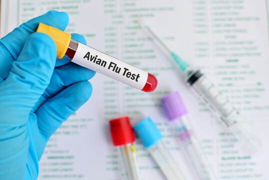 Wissenschaftler des Friedrich-Loeffler-Instituts (FLI) auf der Insel Riems infizieren Khe mit der US-Variante der Vogelgrippe, um die bertragungswege des Virus zu ergrnden. 