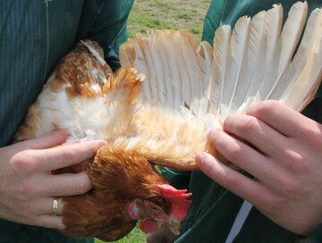  Die Rote Vogelmilbe versteckt sich
gerne unter den Flgeln, da dort die Henne
schlecht hinkommt. Dort kann man die
Milben auch bei starkem Befall sehen. 