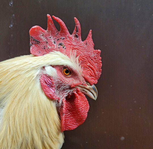 Durch Rangk�mpfe kam es ab der 14. LW verst�rkt zu Verletzungen der K�mme.