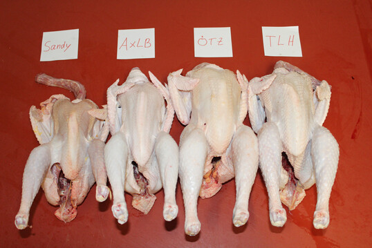 Schlachtk�rper von links nach rechts: LSa, AxLB, COF und TLH im Alter von 20 Wochen.