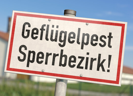 In Bad Bentheim besteht der Verdacht, dass die Geflgelpest in einen Geflgelbetrieb mit Legehennen eingeschleppt wurde.