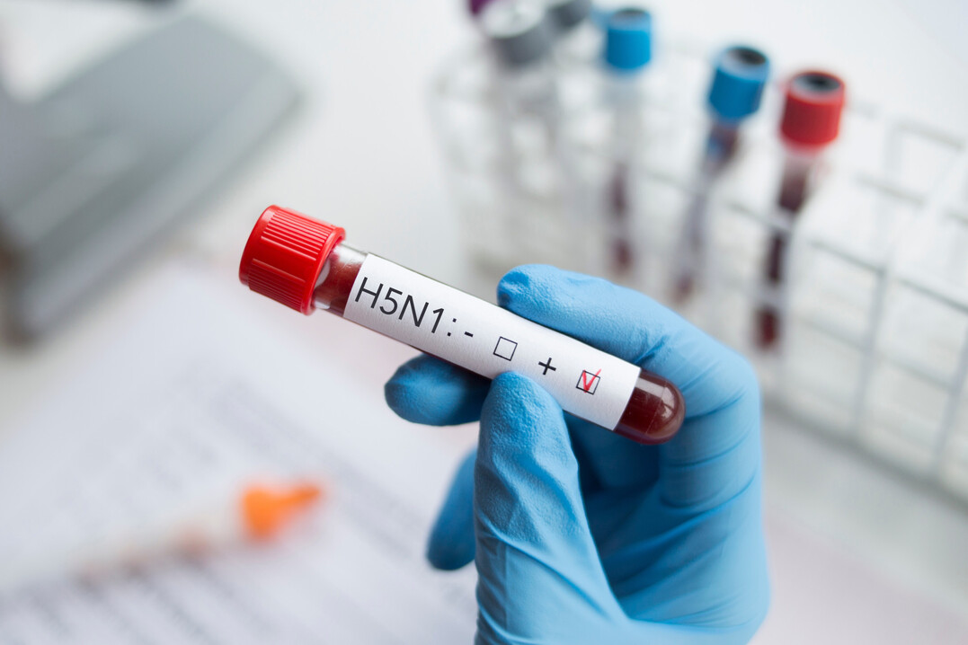 Positive Blutprobe auf den Subtyp H5N1 des hochpathogenen Aviren Influenzaviruses (Beispielfoto).