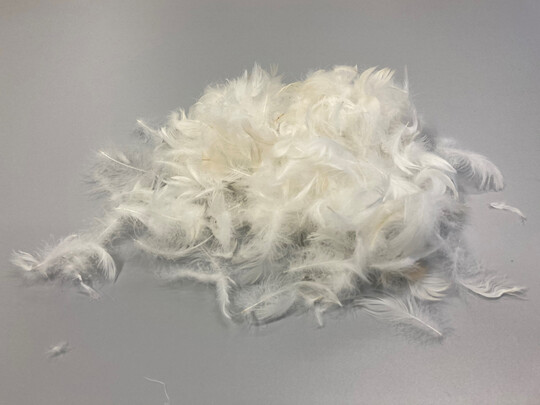 Federn enthalten Keratin, ein wasserunlsliches Strukturprotein, aus dem sich Bestandteile von Klebstoffen herstellen lassen.