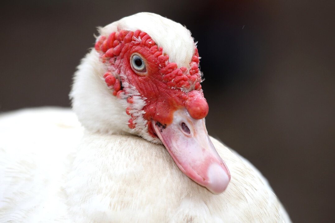 Die zweite Impfkampagne zur Immunisierung gegen die Geflgelpest von Enten soll am 1. Oktober beginnen.