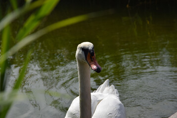 Ein kranker Schwan brachte vermutlich die Geflgelpest in den Tierpark Ltzen.