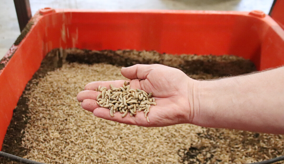 Der Anblick der durcheinander wimmelnden Larven ist etwas gewöhnungsbedürftig, aber in diesen kleinen Insekten könnte laut Clemens große Macke ein wichtiger Teil der zukünftigen weltweiten Proteinversorgung liegen.
