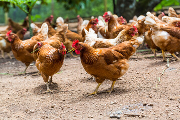 Campylobacter hepaticus, Verursacher der Spotty Liver Disease, tritt wieder vermehrt bei Freilandhhnern auf.