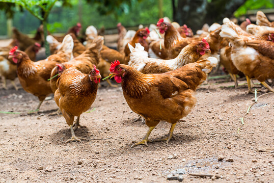 Campylobacter hepaticus, Verursacher der Spotty Liver Disease, tritt wieder vermehrt bei Freilandhhnern auf.