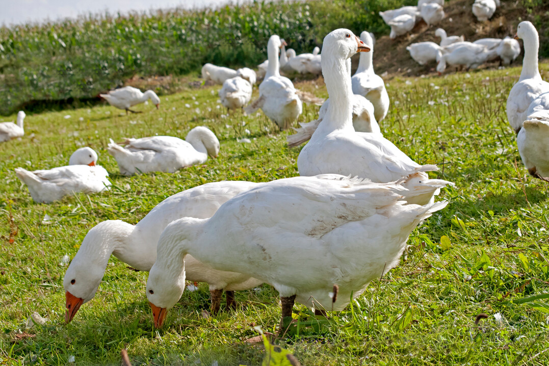Im Vogtland ist ein Betrieb mit Gnsen und Enten von der Geflgelpest betroffen.