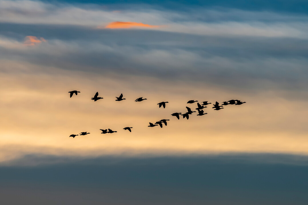 Mit dem Vogelzug im Herbst steigt auch wieder das Risiko einer Verbreitung der Geflgelpest in Deutschland.