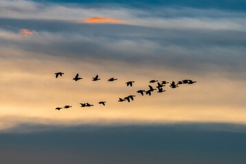Mit dem Vogelzug im Herbst steigt auch wieder das Risiko einer Verbreitung der Geflgelpest in Deutschland.