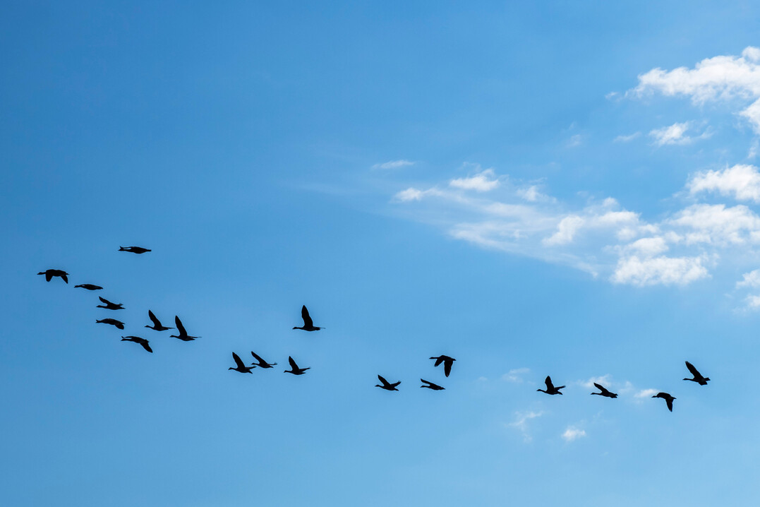 Gnse beginnen ihren Vogelzug in der Regel im Herbst, meist zwischen September und November.