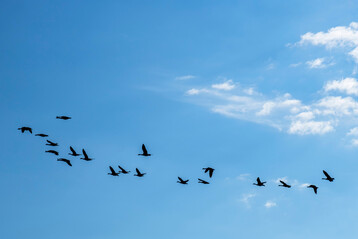 Gnse beginnen ihren Vogelzug in der Regel im Herbst, meist zwischen September und November.