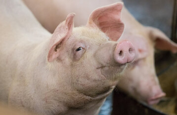 In einer Kleinsthaltung hat sich in den USA ein Schwein mit dem Vogelgrippe-Virus infiziert.