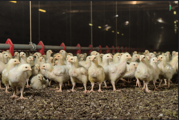 Das europische Projekt Broiler
<i>N</i>
et hat zum Ziel, die Masthhnerhaltung durch die Vernetzung aller Lnder nachhaltig zu verbessern und weiterzuentwickeln.