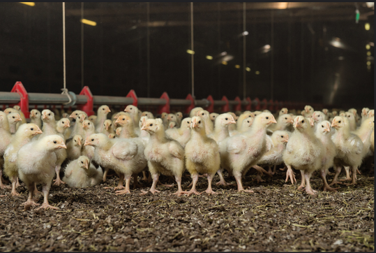 Das europische Projekt Broiler
<i>N</i>
et hat zum Ziel, die Masthhnerhaltung durch die Vernetzung aller Lnder nachhaltig zu verbessern und weiterzuentwickeln.