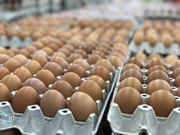 eggs market