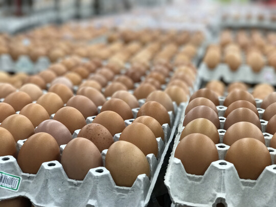 eggs market