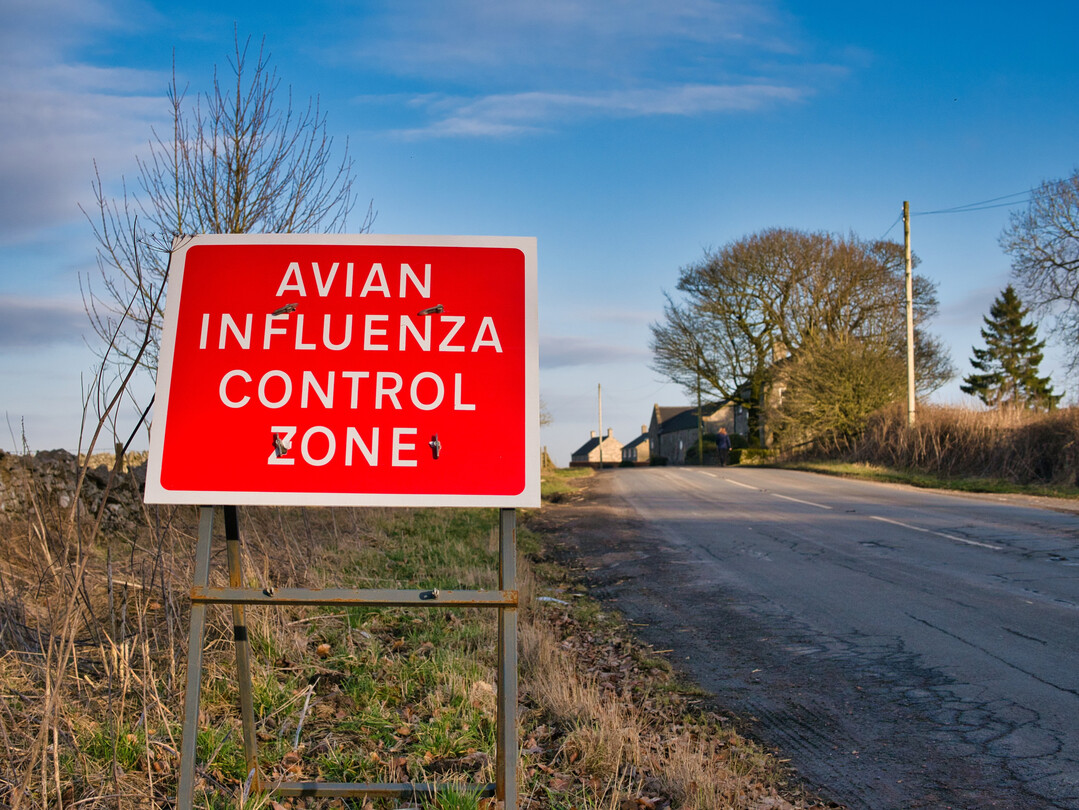 Die hochpathogene avirer Influenza (HPAI) ist nach Grobritannien zurckgekehrt.